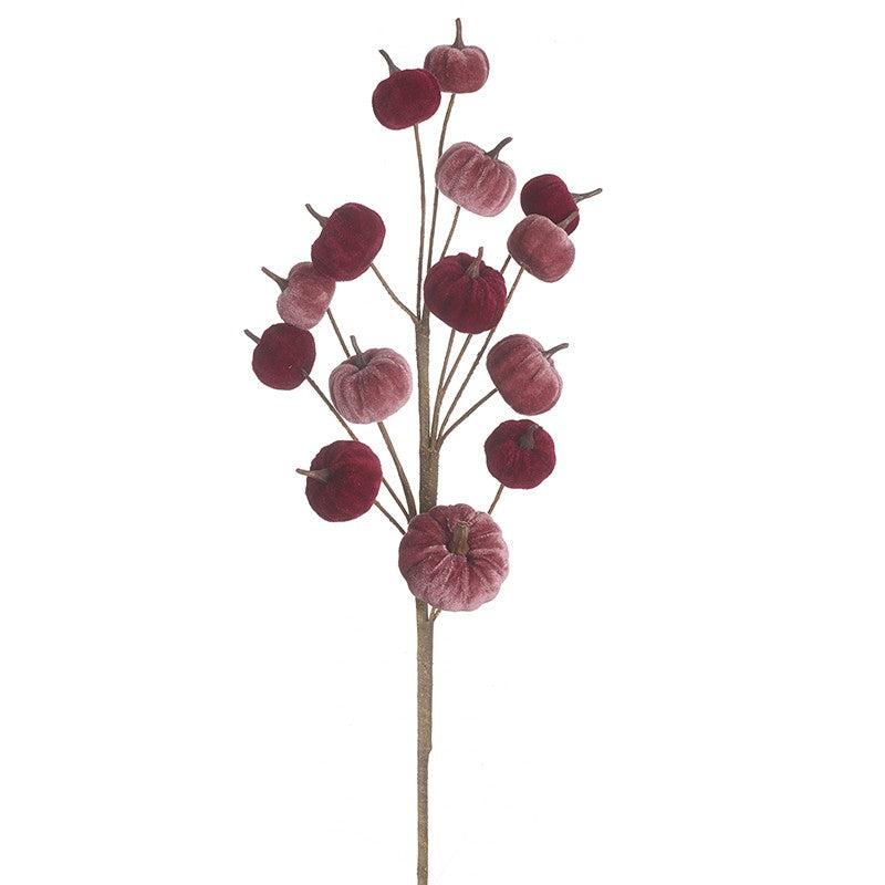 Velvet Pumpkin Stem